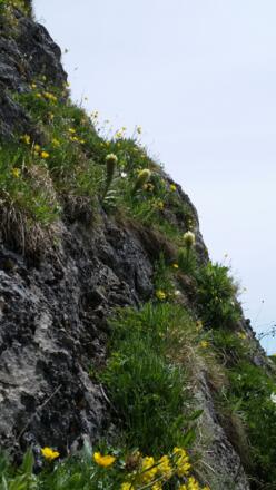 Die Strauß-Glockenblume wächst zwischen den Felsen