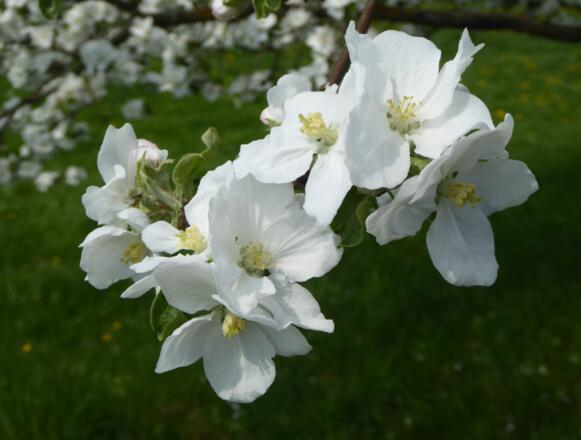 Obstbaumblüte in Lalling