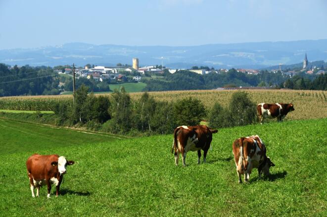 Blick vom Biohof Windischhofer nach Wartberg - Pregarten