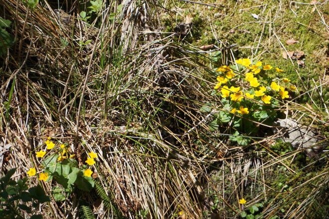 Sumpfdotterblumen am Wegrand