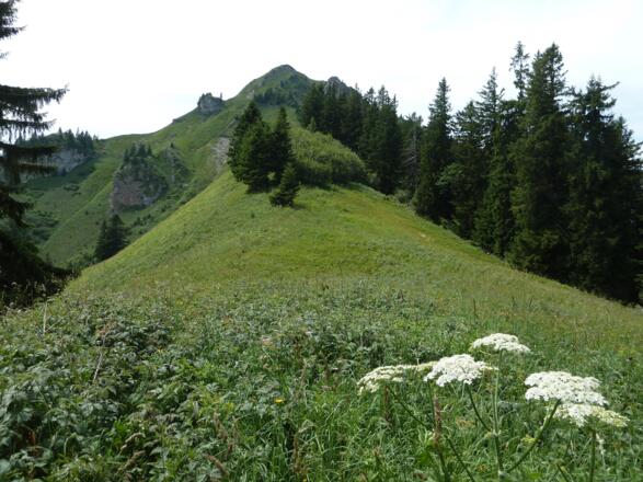 Über Grasrücken zum Hochgerngipfel