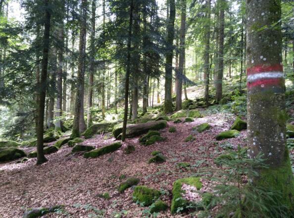 Schönen Wald ;-)