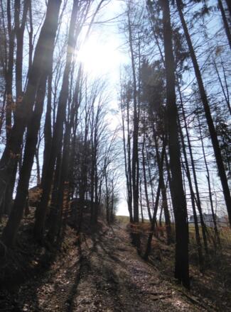 Aufstieg auf den Vorderen Buchenberg