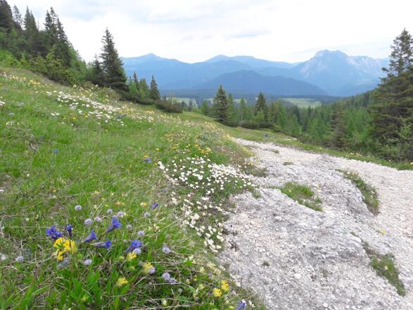 Blick zur Oberen Hemmersuppenalm und Hochgern, Hochfelln und Hördlwand