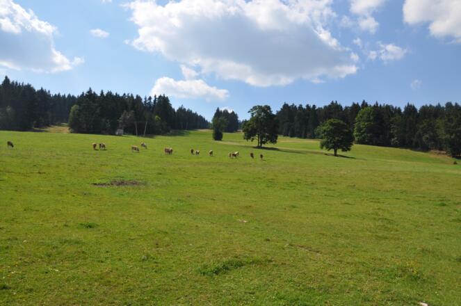 Viehberg in Sandl