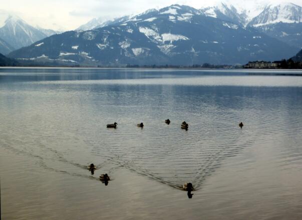 Das Entengeschwader am Zeller See nimmt Kurs auf eine potentielle Futterstelle.