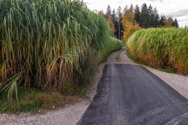 Übergang von Aspalt zu Kiesweg