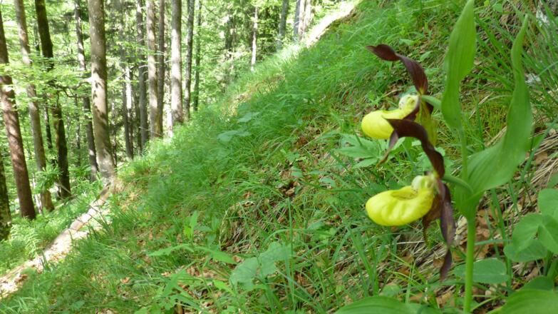 Frauenschuh am Wegesrand
