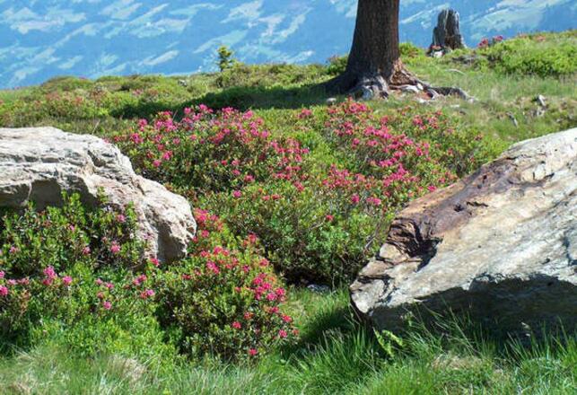 Unsere Ferienwohnungen sind komfortabel und gemütlich eingerichtet.