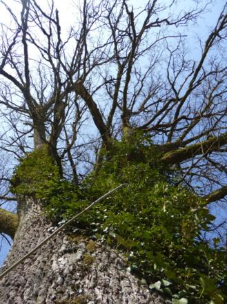 Baum an der Schwedenschanze