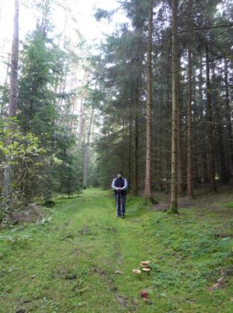 Waldweg zur Stettnermühler