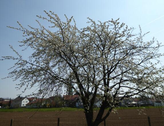 es wird Frühling