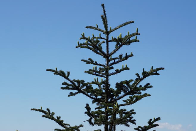 Tannenspitze mit jungen Tannenzapfen