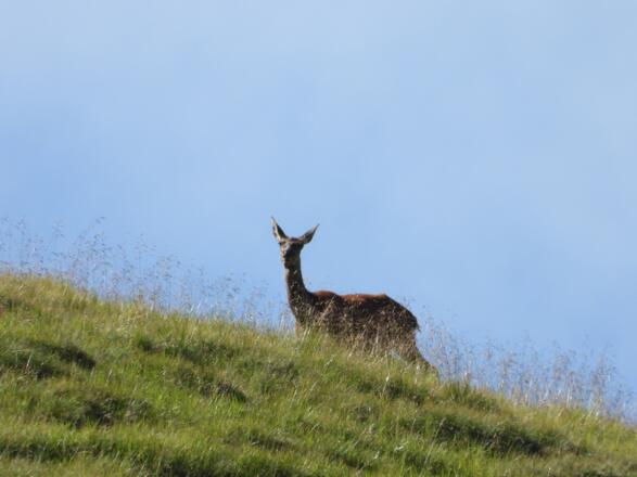Die Hirschen beobachten uns genau
