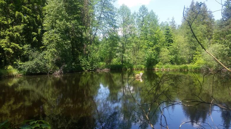 Weiher im Moor bei Mooseurach