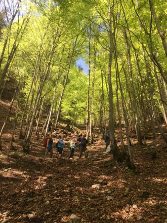 Auf schönem Waldweg geht es in angenehmer Steigung nach oben