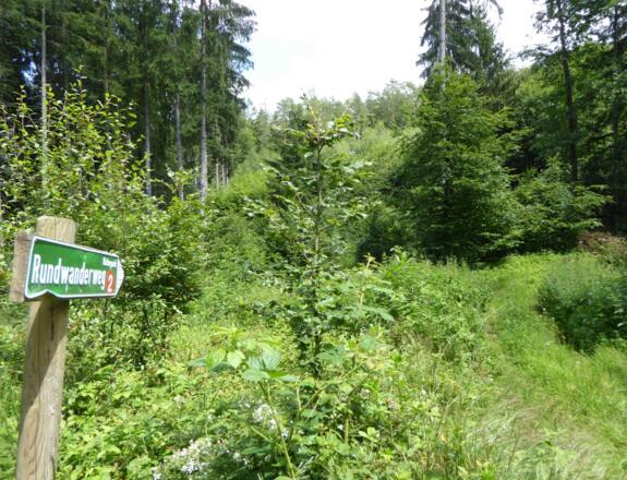 Wald und Wiesenpfade
