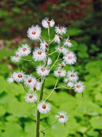 Verblühter Alpendost