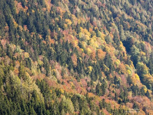 Herbstwald.