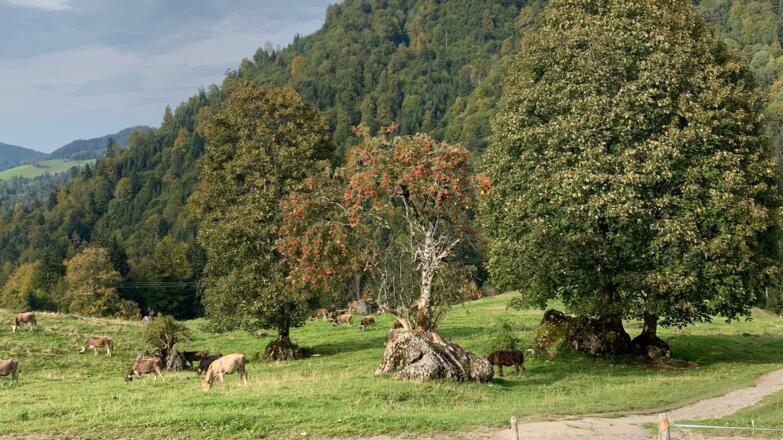 unterhalb der Unteren Lauchalpe