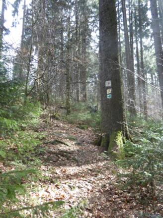 schöne Pfade am Goldsteig