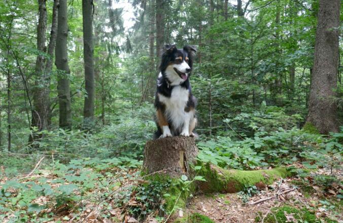 Auch für Hunde ist diese Wanderung sehr geeignet.