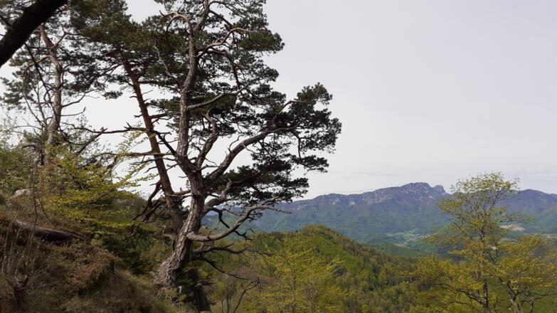 Blick zur Kremsmauer (~955 m) Nähe Jagastand