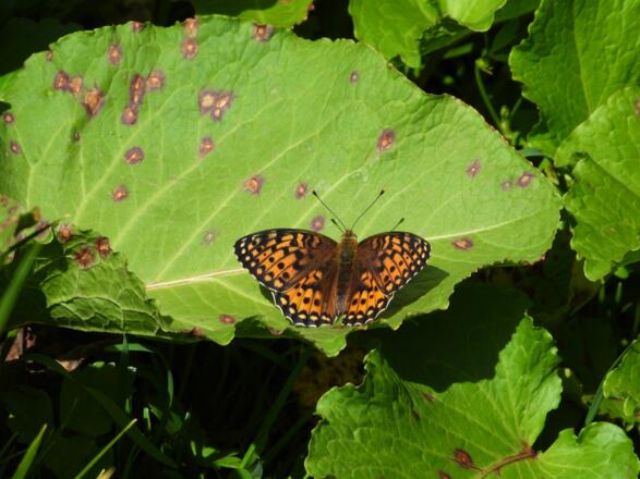 Eine zarte Schönheit