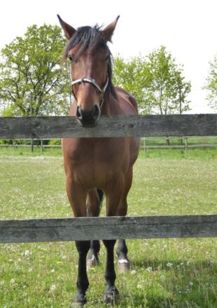 tierische Wegbegleiter