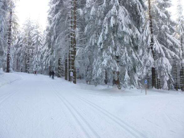 Abzweigung der Hochwald-Loipe rechts - zum Hirschenstein geradeaus