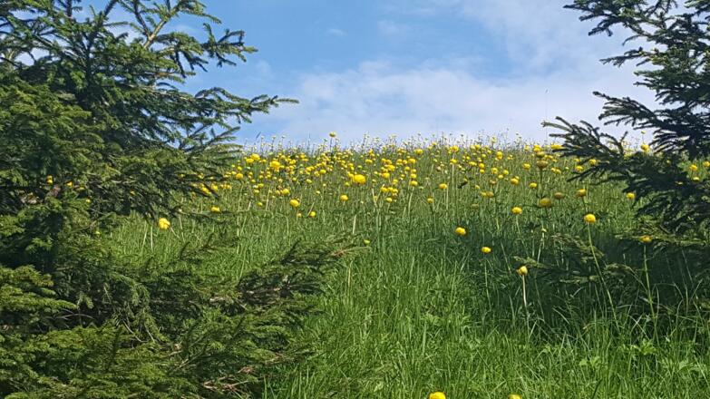 Trollblumenwiese