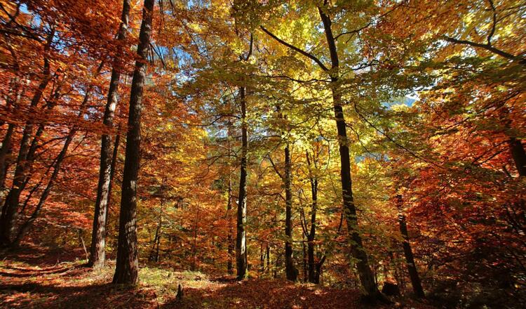 Herbsttraum im Wald