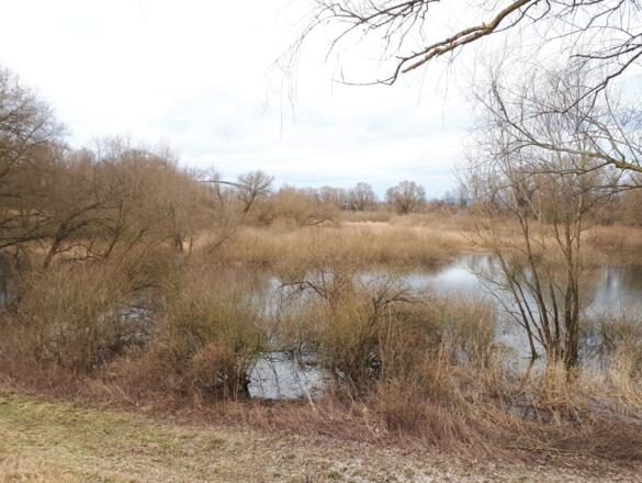 Dammweg in der Vogelau