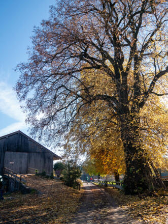 Aussiederhof mit tollem Baum