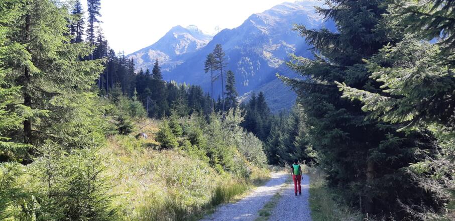 Auf dem Forstweg zurück zum Parkplatz Nösslach.