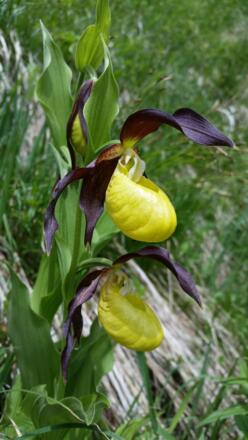 Mit etwas Glück kann man am Pfanngraben den Frauenschuh entdecken