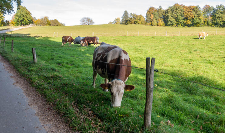 Kühe dürfen bei der Fahrt nicht fehlen.
