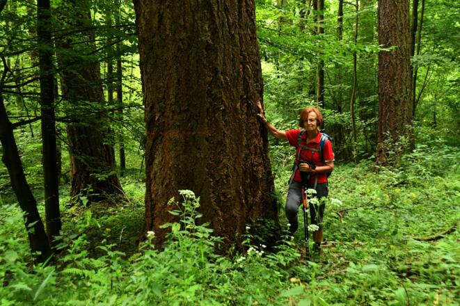 Riesige Fichtenbäume entlang des Weges nach Klingenberg
