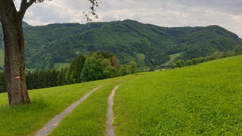 Rückblick auf den gegenüberliegenden Dambergrücken