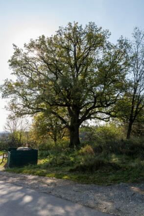Pühlheim Alte Dorfeiche