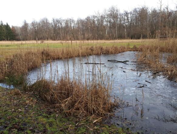 Waldweiher