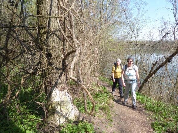 ein schöner Uferweg führt entlang des Weikerlsees
