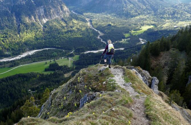 Alpen-Aurikel am Sonnenberg, der auf abschüssigem Pfad überschritten werden kann.