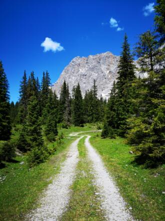 Wieder auf der Forststraße im Gaistal ist das Zugspitzmassiv klar der Blickfänger.