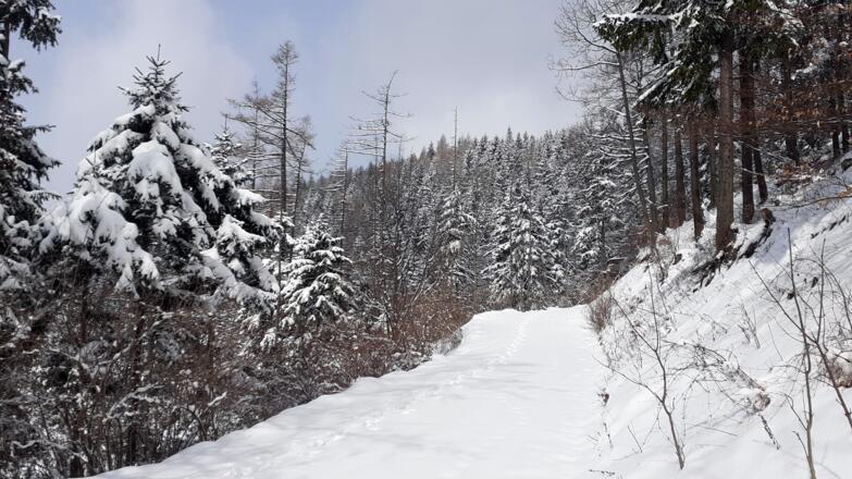 nach der Kehre zum Hochpunkt ~930m