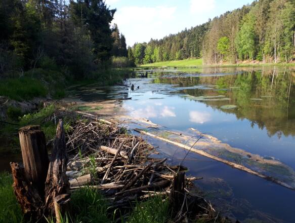 Dreiburgenseerunde (kurz)