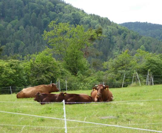 Rotvieh am Weg