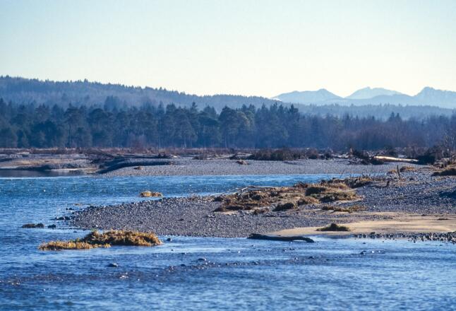 Isar. Im Hintergrund der Juifen