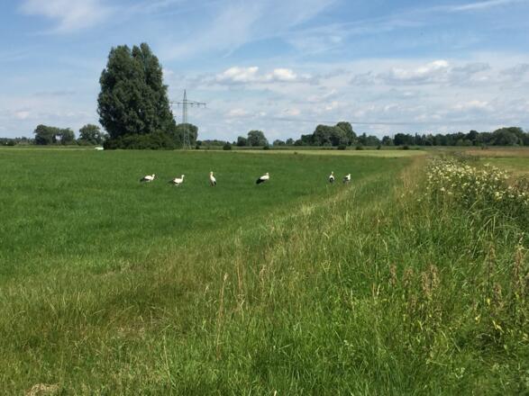 Bei Raisting ein Storchenparadies