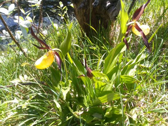 Frauenschuhe unter dem Bocksberg Gipfel
